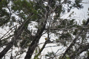 Golden-cheeked Warbler on an Ashe juniper branch