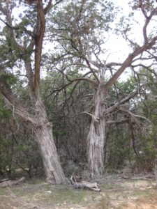 Two Very Large Ashe Juniper Trees