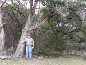 Very Large Ashe Juniper Tree with person standing adjacent to trunk.